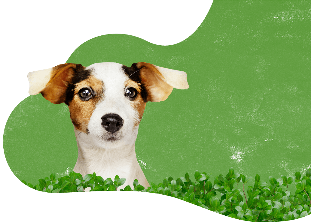 https://dogboardingcleveland.com/wp-content/uploads/2019/08/prices_background.png