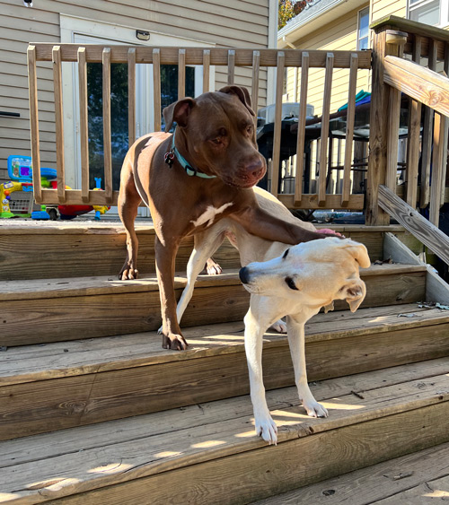cleveland_dog_fun