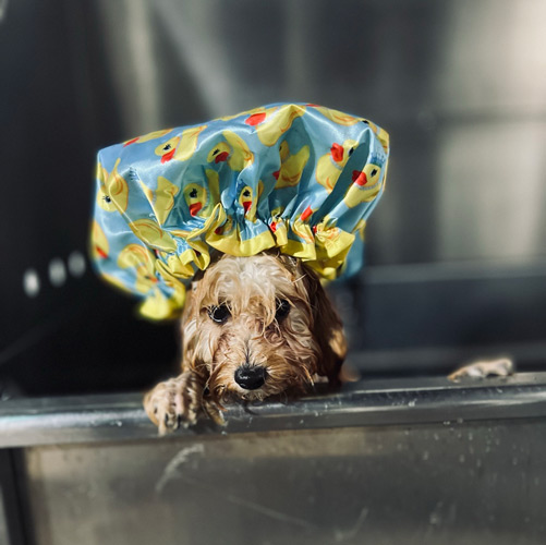 cute_dog