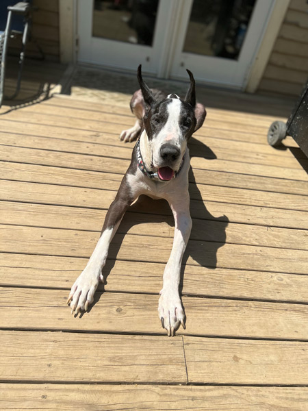 dog_backyard
