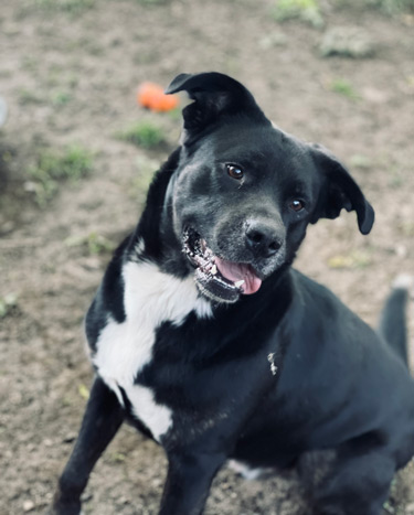 dog_life