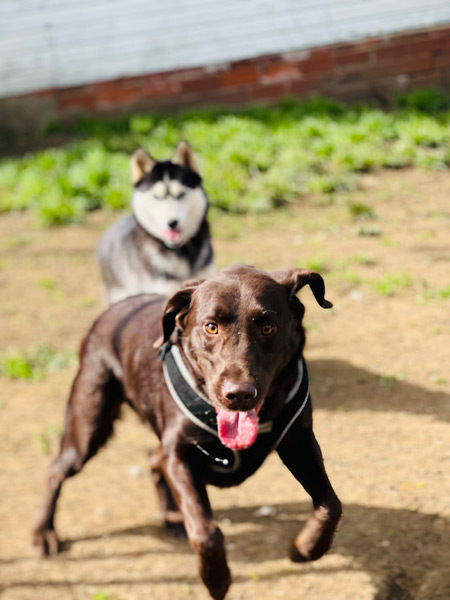 dog_play