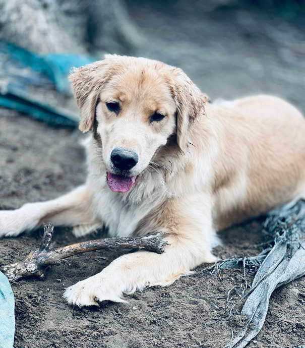 love_dogs